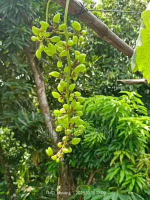 Foreign variety sweet grape saplings.