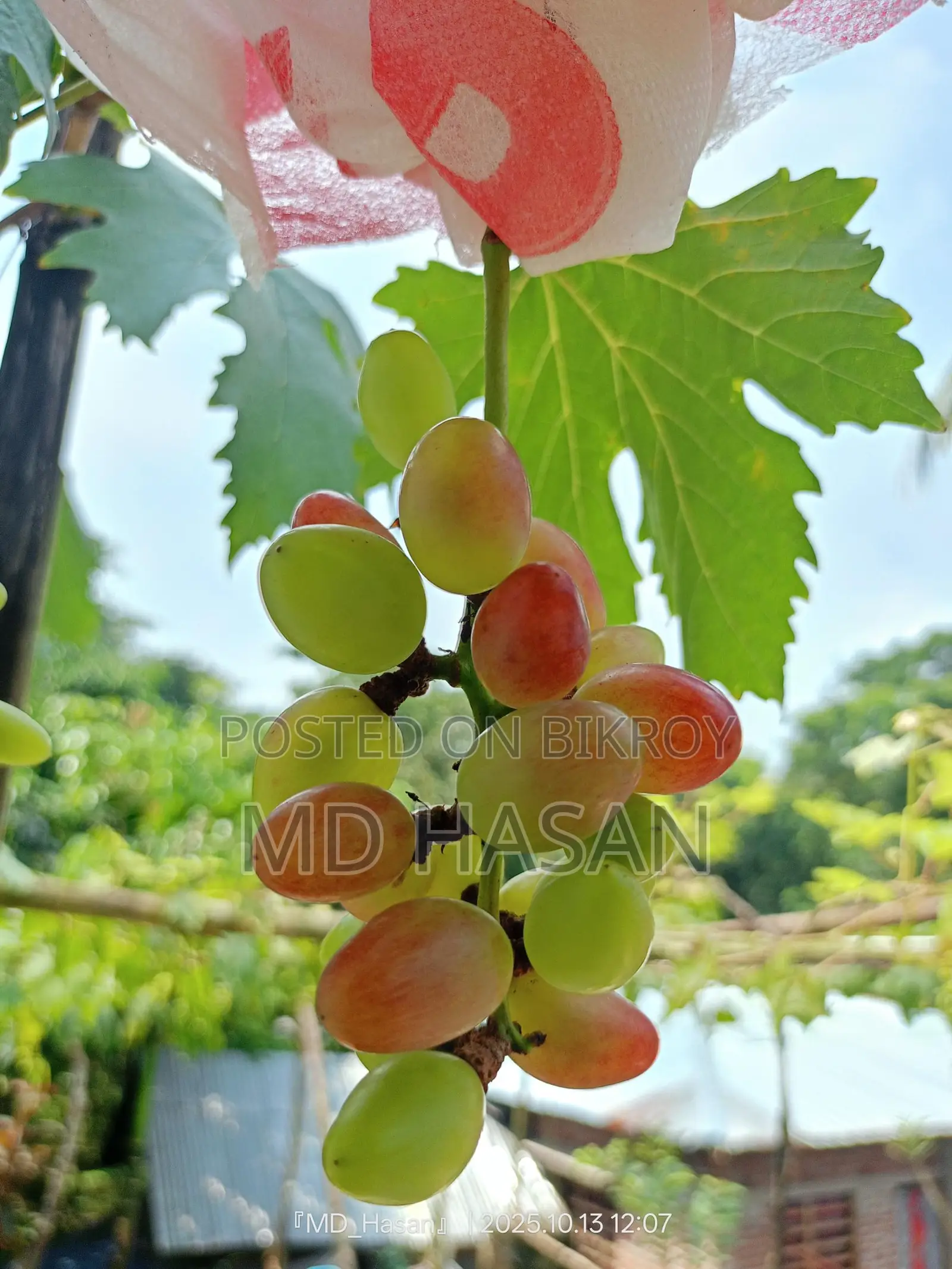 Foreign variety sweet grape saplings.