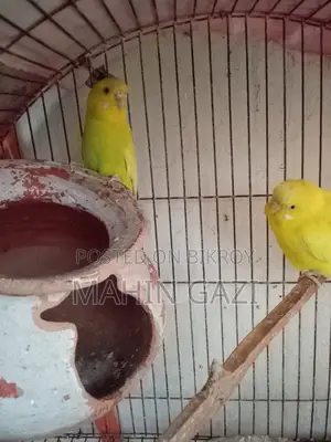 Yellow Budgie Pair for Sale – Healthy and Active