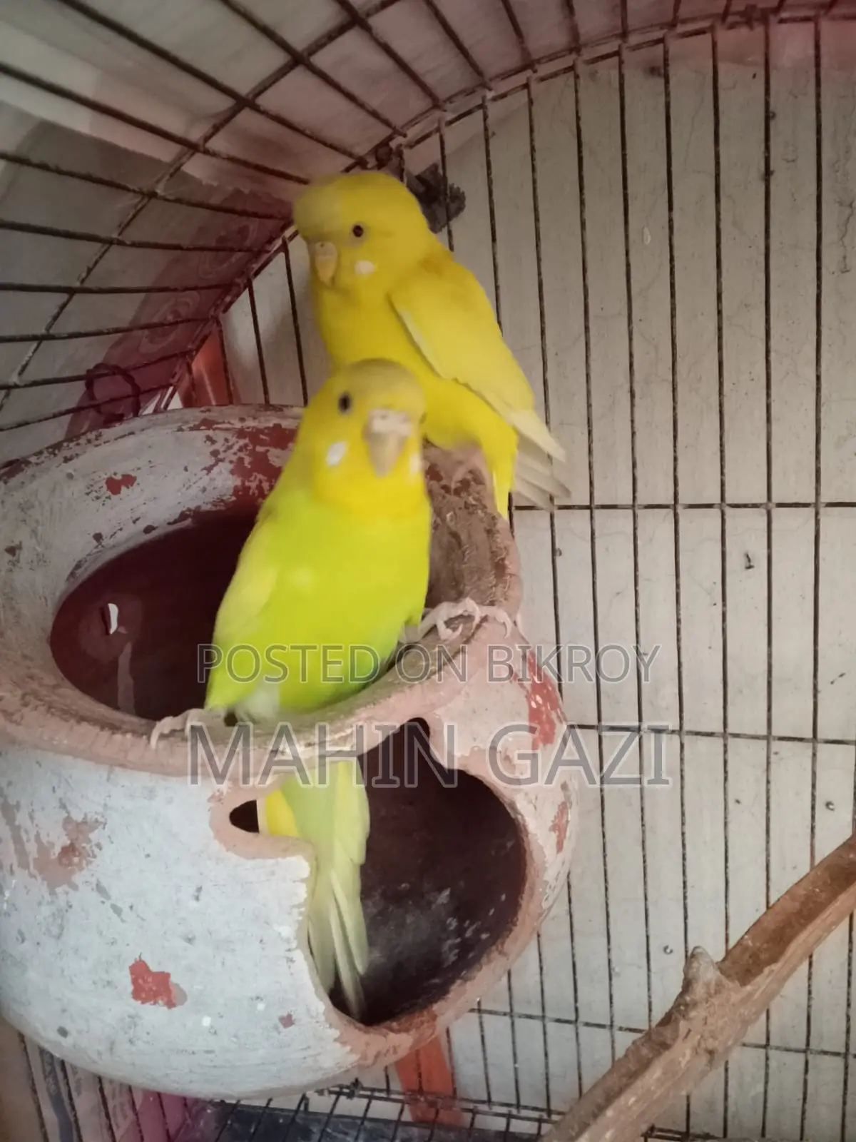 Yellow Budgie Pair for Sale – Healthy and Active