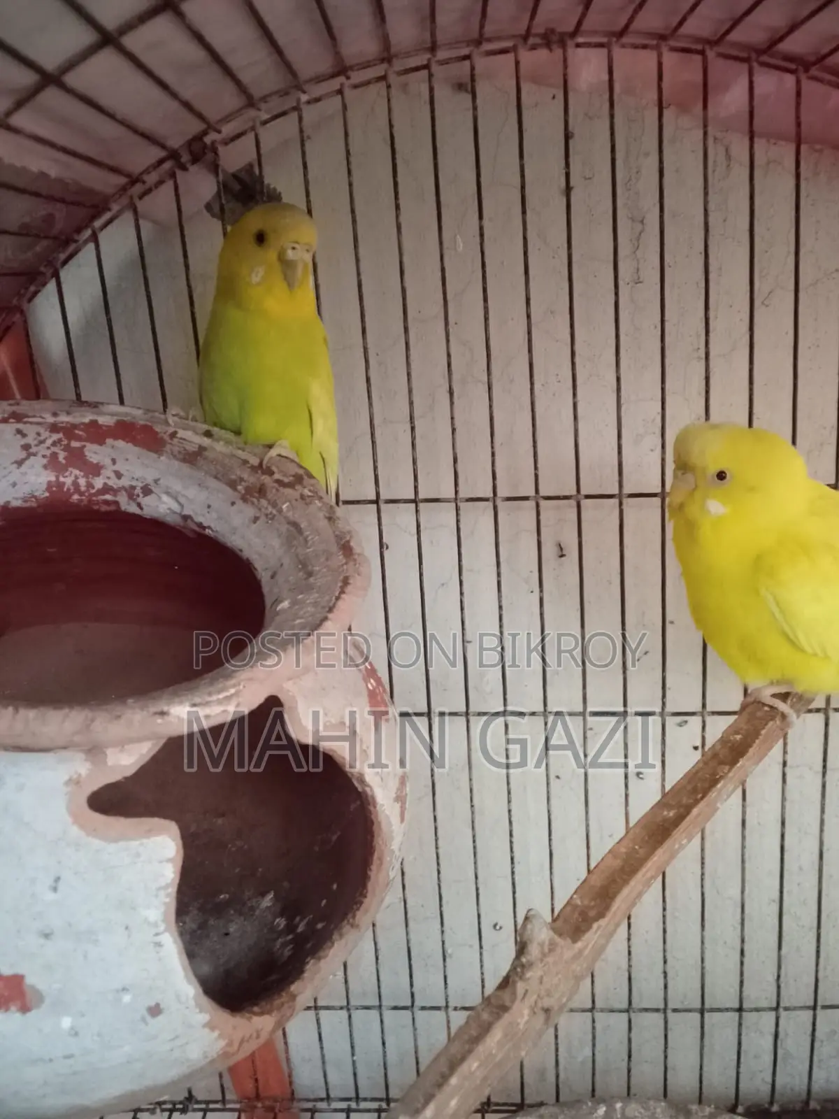 Yellow Budgie Pair for Sale – Healthy and Active