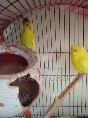 Yellow Budgie Pair for Sale – Healthy and Active