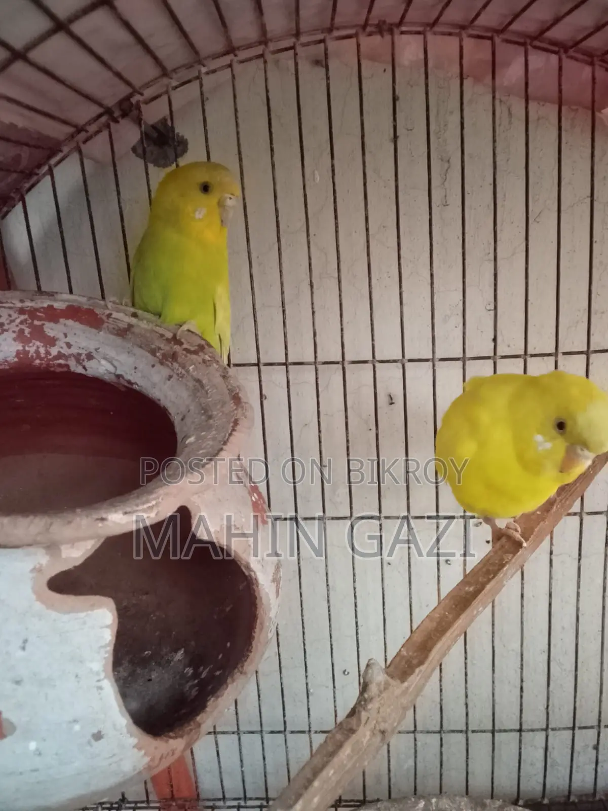 Yellow Budgie Pair for Sale – Healthy and Active