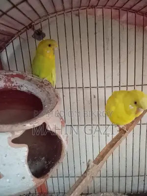 Yellow Budgie Pair for Sale – Healthy and Active