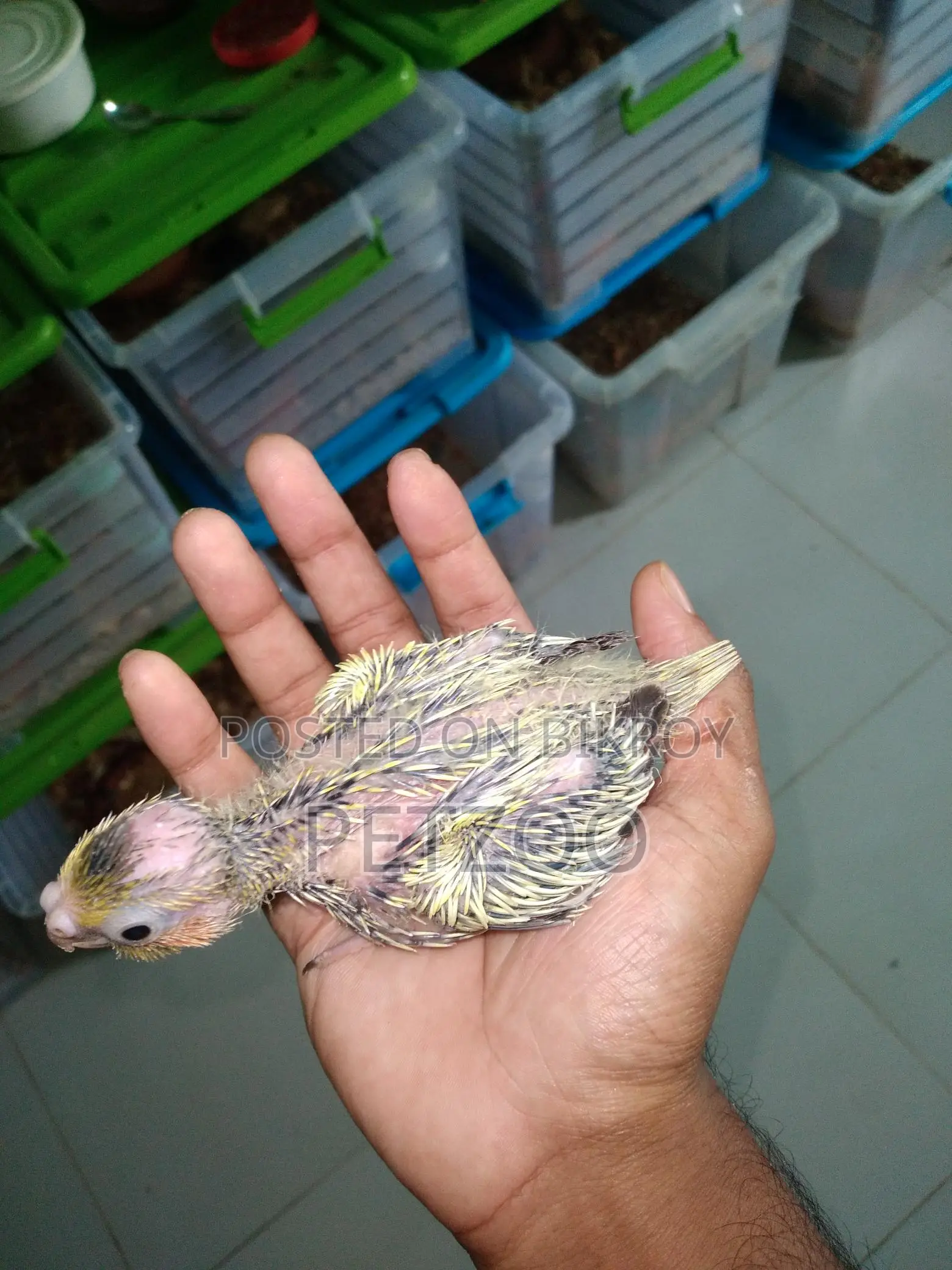 Tame Size Cockatiel Baby Available For Handover