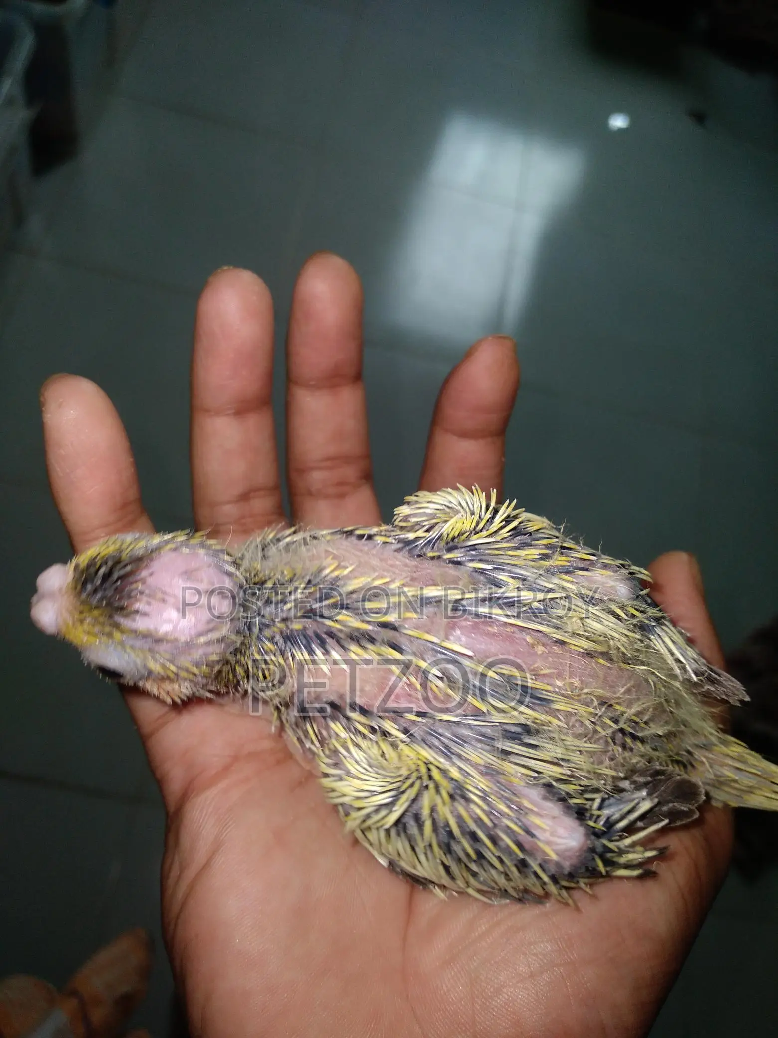 Tame Size Cockatiel Baby Available For Handover