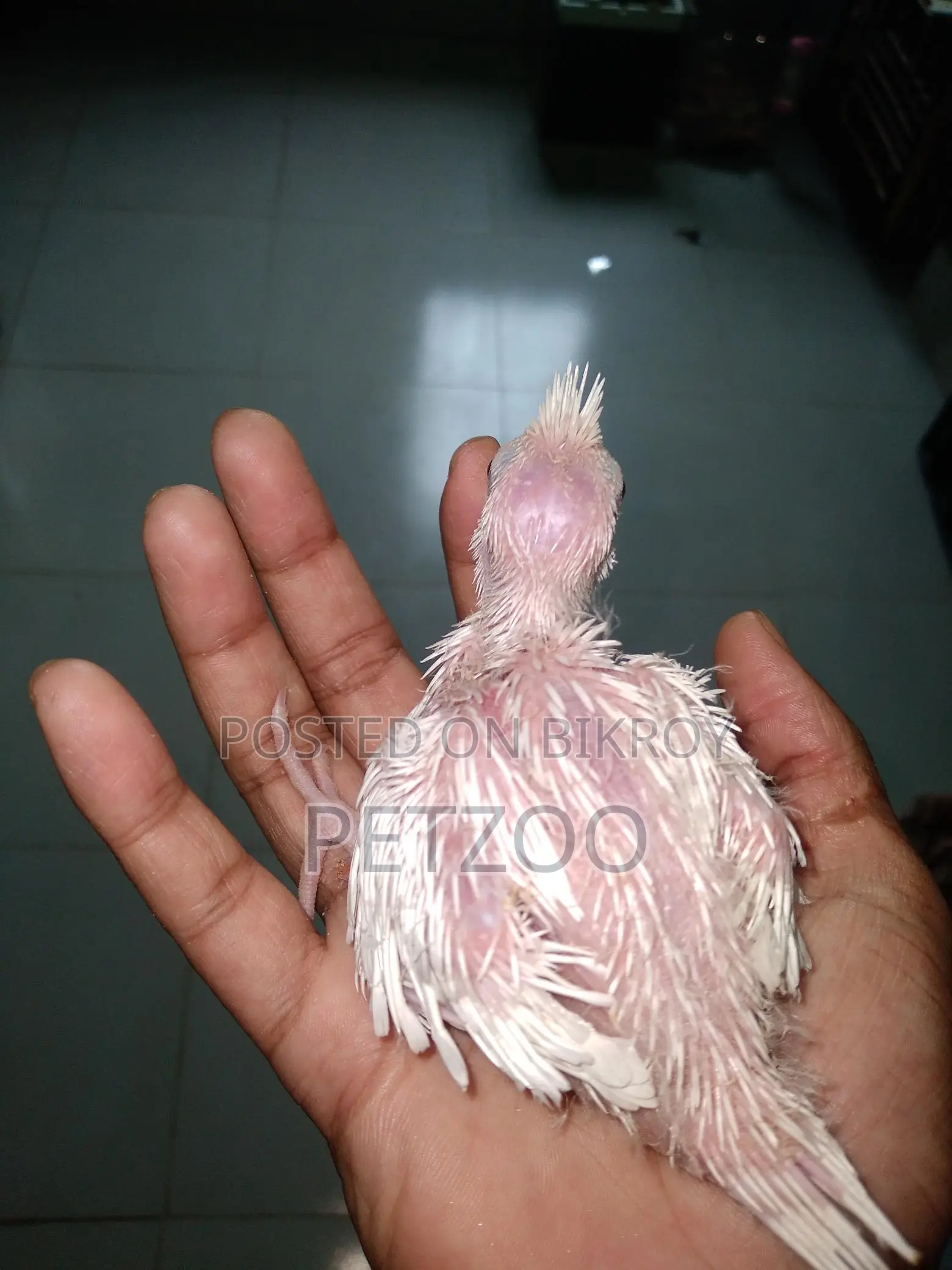 Tame Size Cockatiel Baby Available For Handover