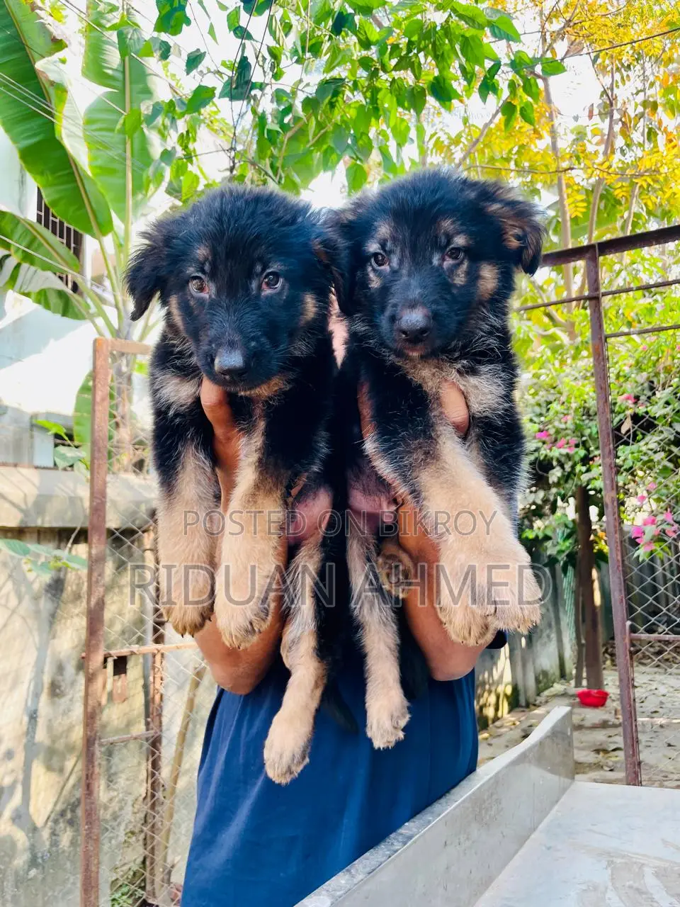 German Shepherd