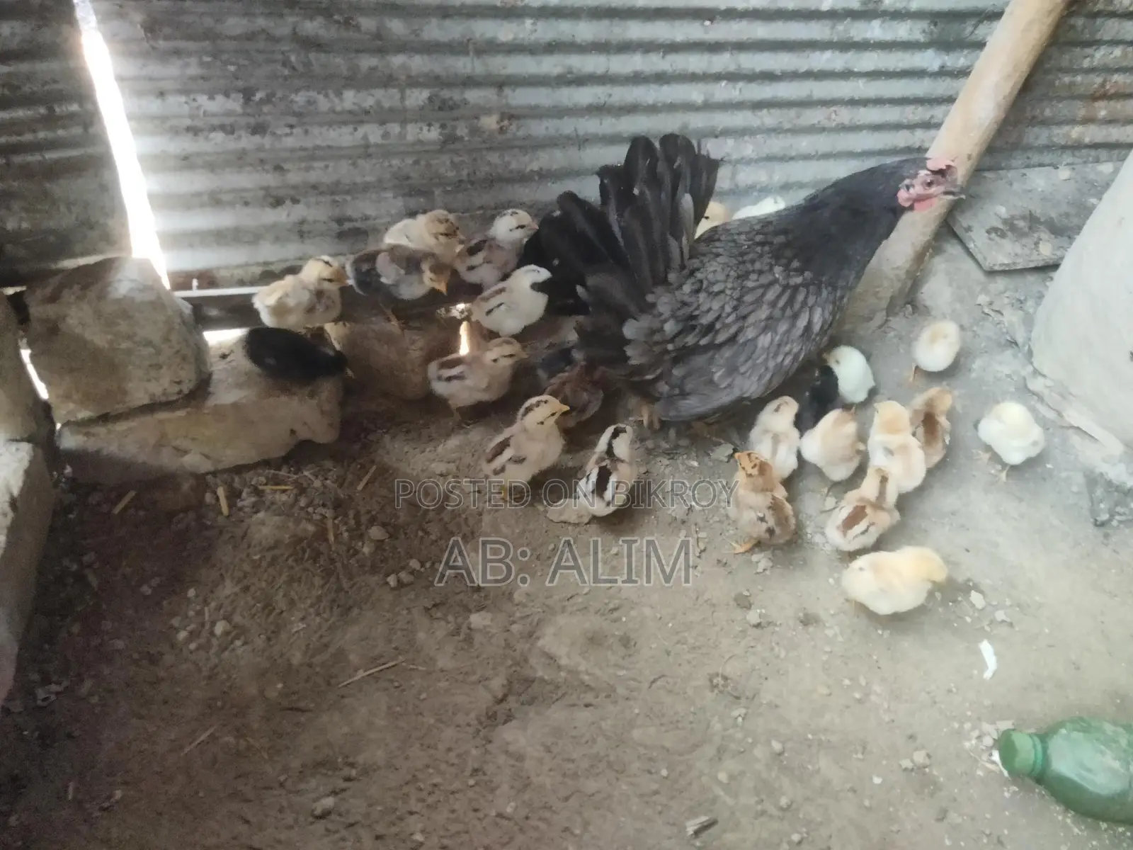 দেশি মুরগ