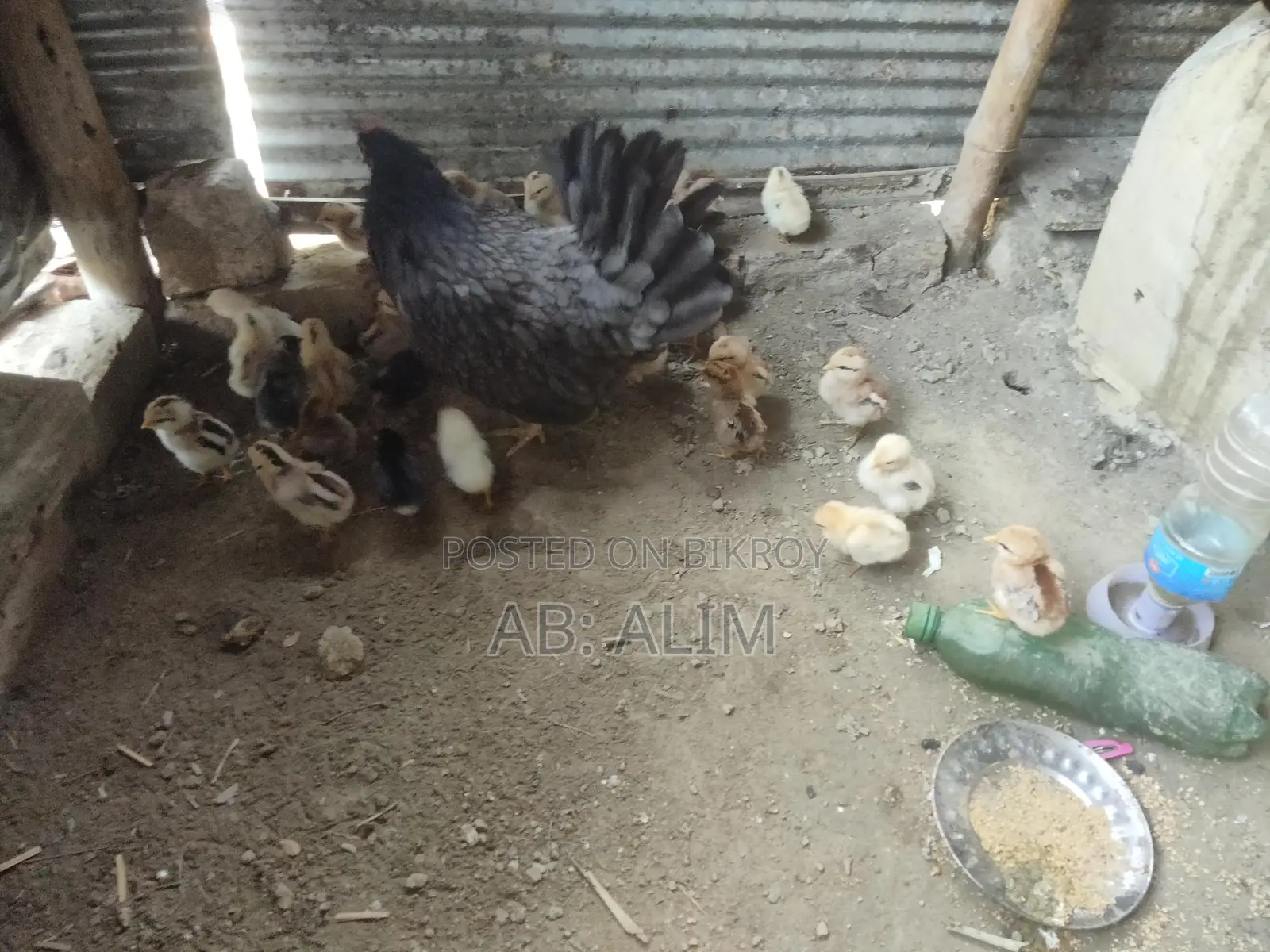 দেশি মুরগ