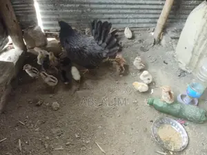 দেশি মুরগ