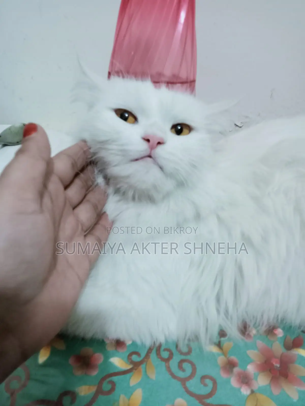 Persian cat