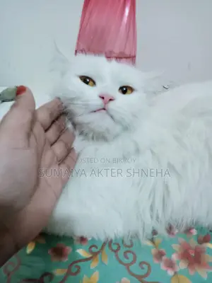 Persian cat