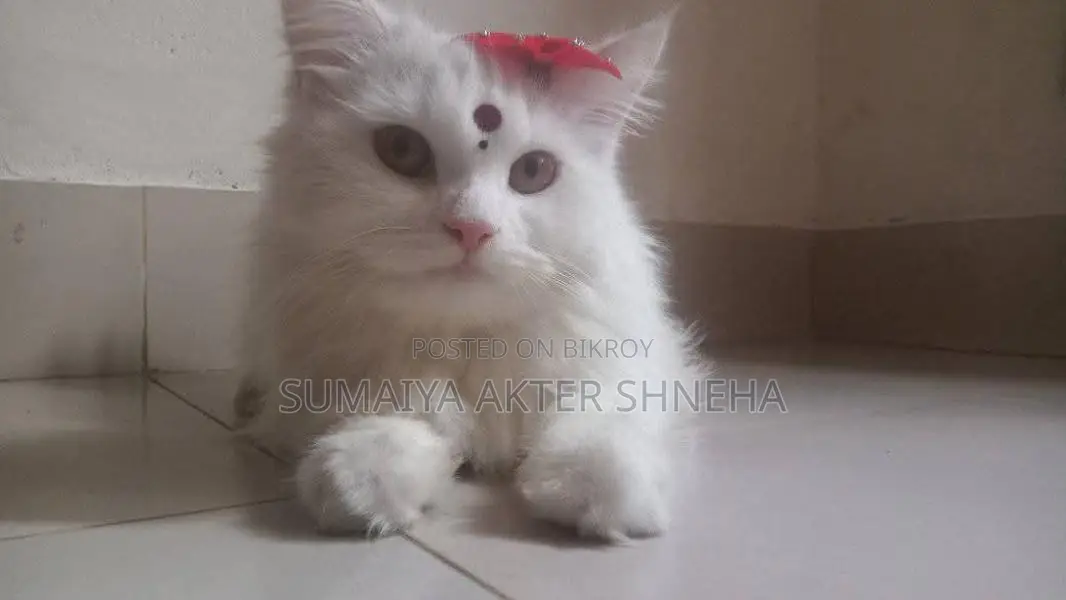 Persian cat