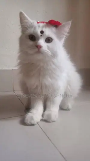 Persian cat