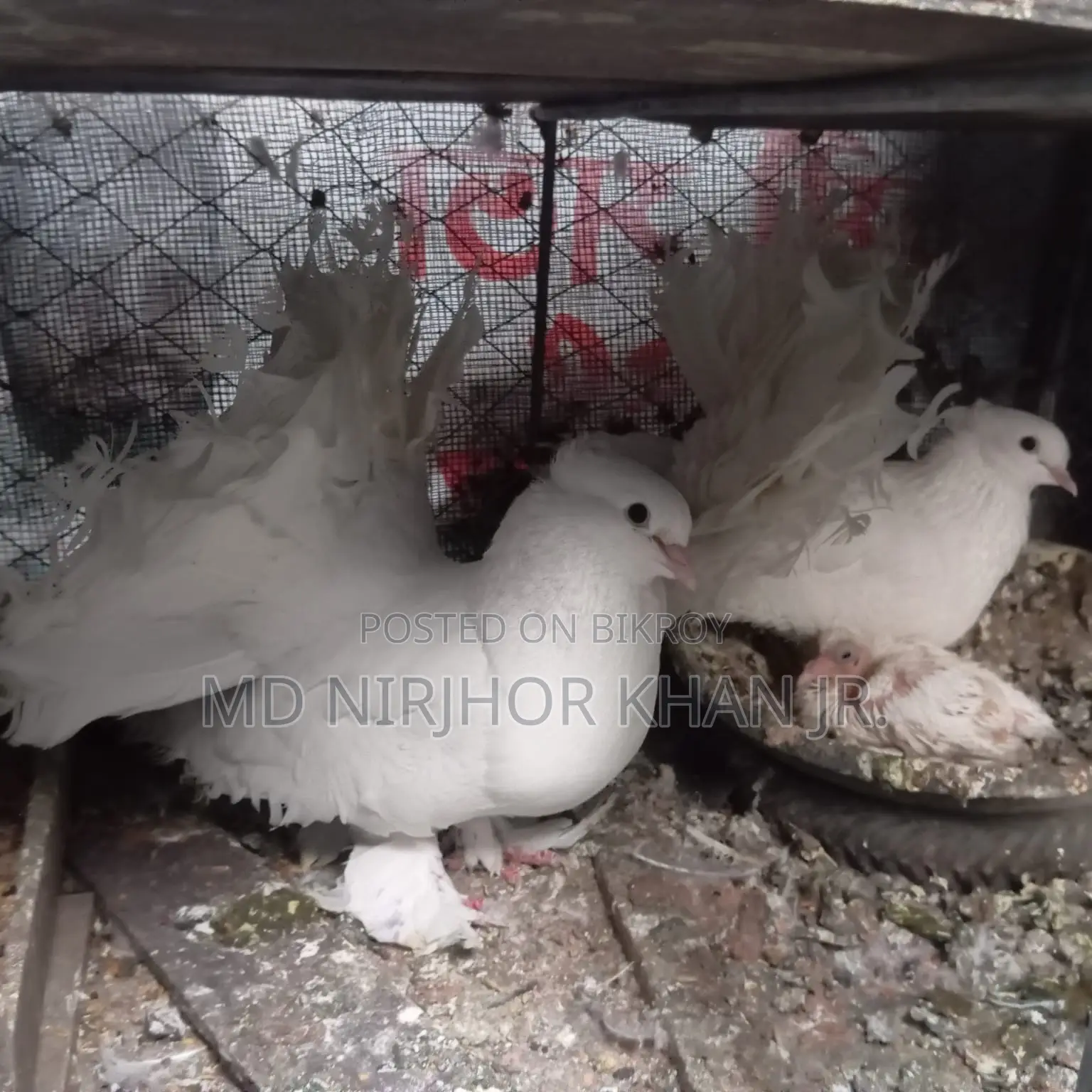 Lakkha Baby Pair