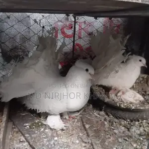 লক্ষ্যা বেবি জোড়া