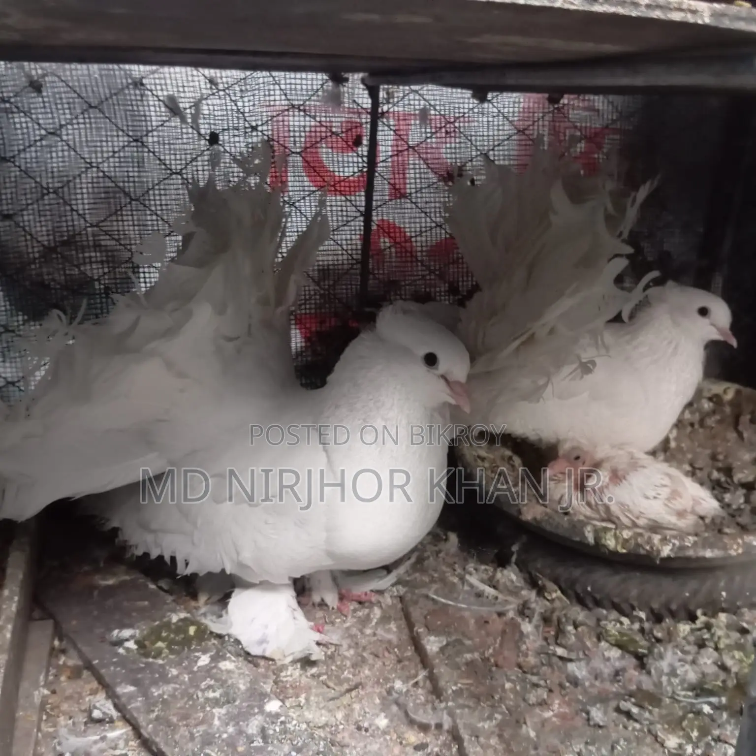 Lakkha Baby Pair