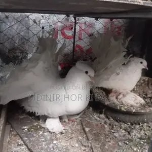 Lakkha Baby Pair