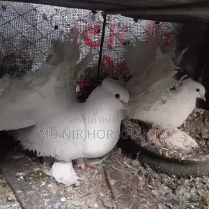 Lakkha Baby Pair
