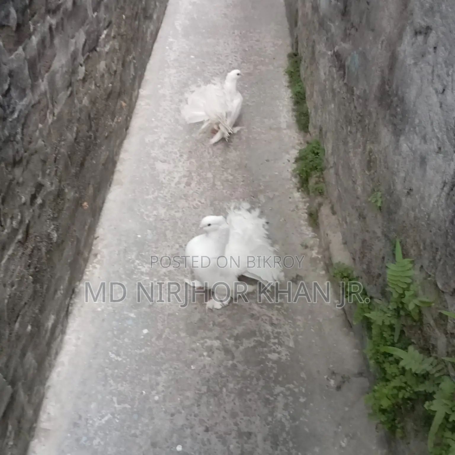 Lakkha Baby Pair