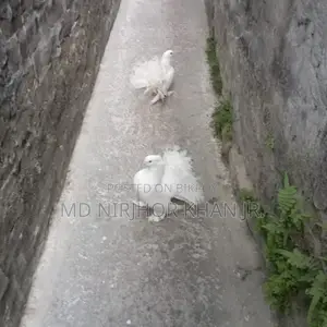 Lakkha Baby Pair