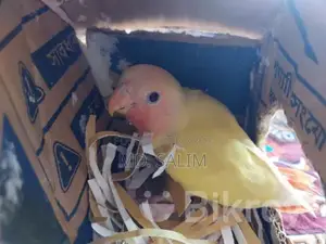 Tame Lovebird