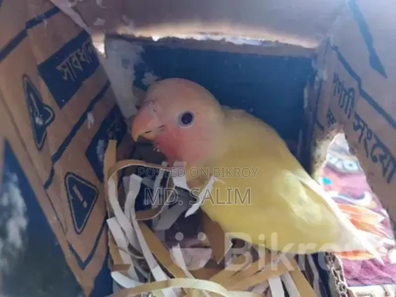 Tame Lovebird