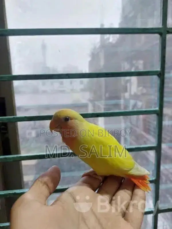 Tame Lovebird