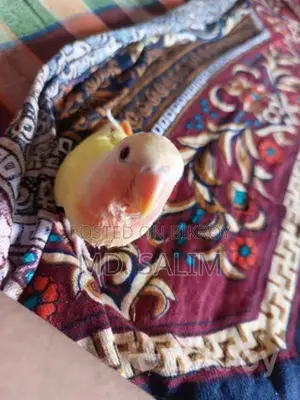 Tame Lovebird