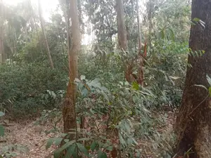 সম্পূর্ণ দায়মুক্ত, নিষ্কন্ঠক ও সাফ জায়গা বিক্রয় হবে