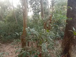 সম্পূর্ণ দায়মুক্ত, নিষ্কন্ঠক ও সাফ জায়গা বিক্রয় হবে