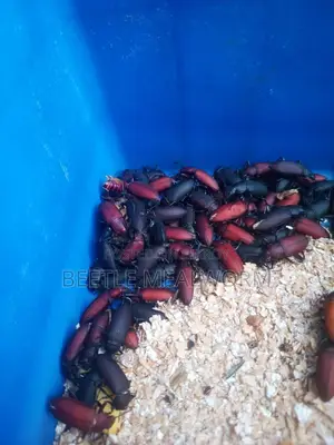 Beetle Mother Larvae (Beetle Superworm Mother)