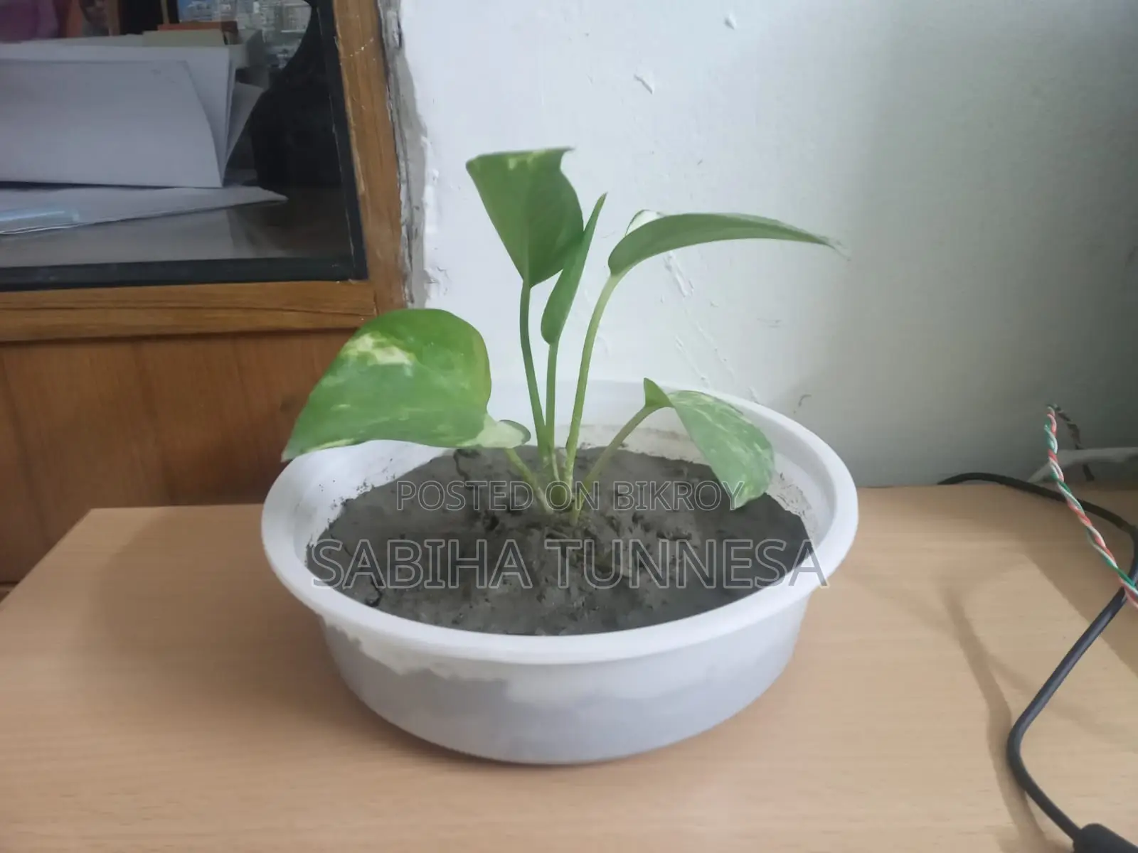 Indoor Money Plant in White Plastic Pot for Sale