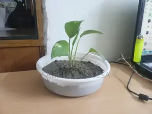 Indoor Money Plant in White Plastic Pot for Sale
