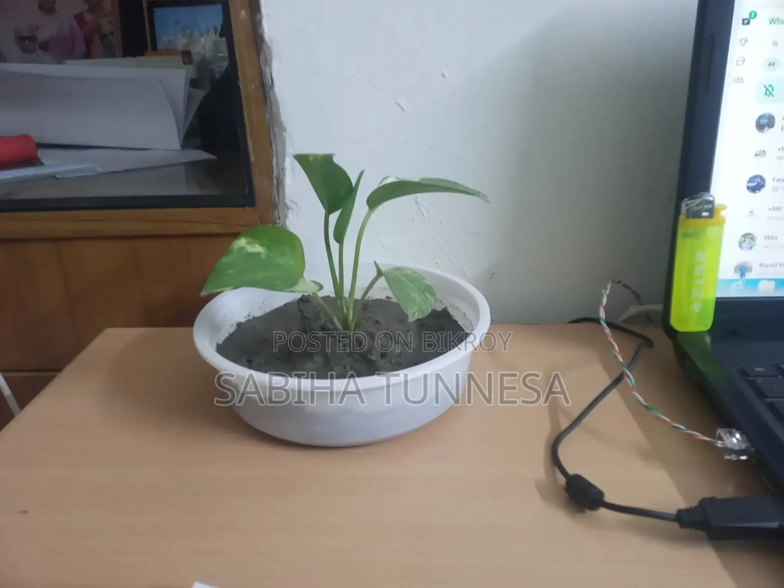 Indoor Money Plant in White Plastic Pot for Sale
