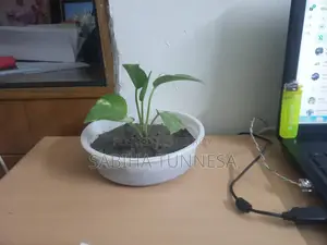 Indoor Money Plant in White Plastic Pot for Sale