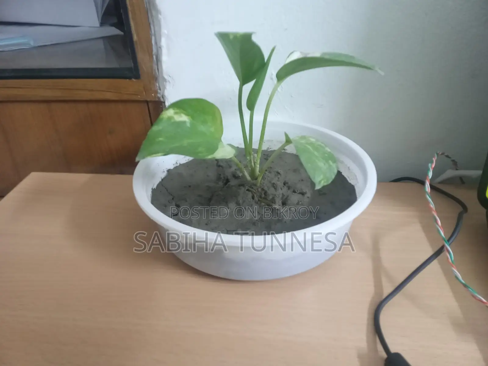 Indoor Money Plant in White Plastic Pot for Sale