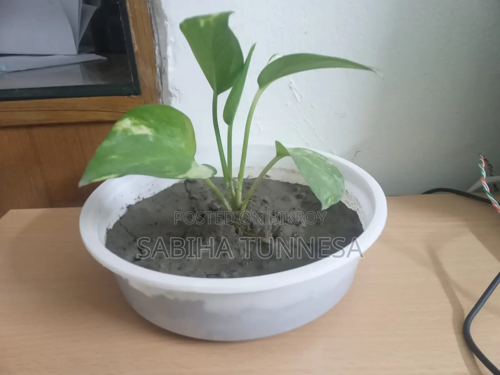 Indoor Money Plant in White Plastic Pot for Sale
