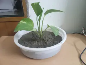 Indoor Money Plant in White Plastic Pot for Sale