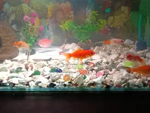Aquarium for Sale