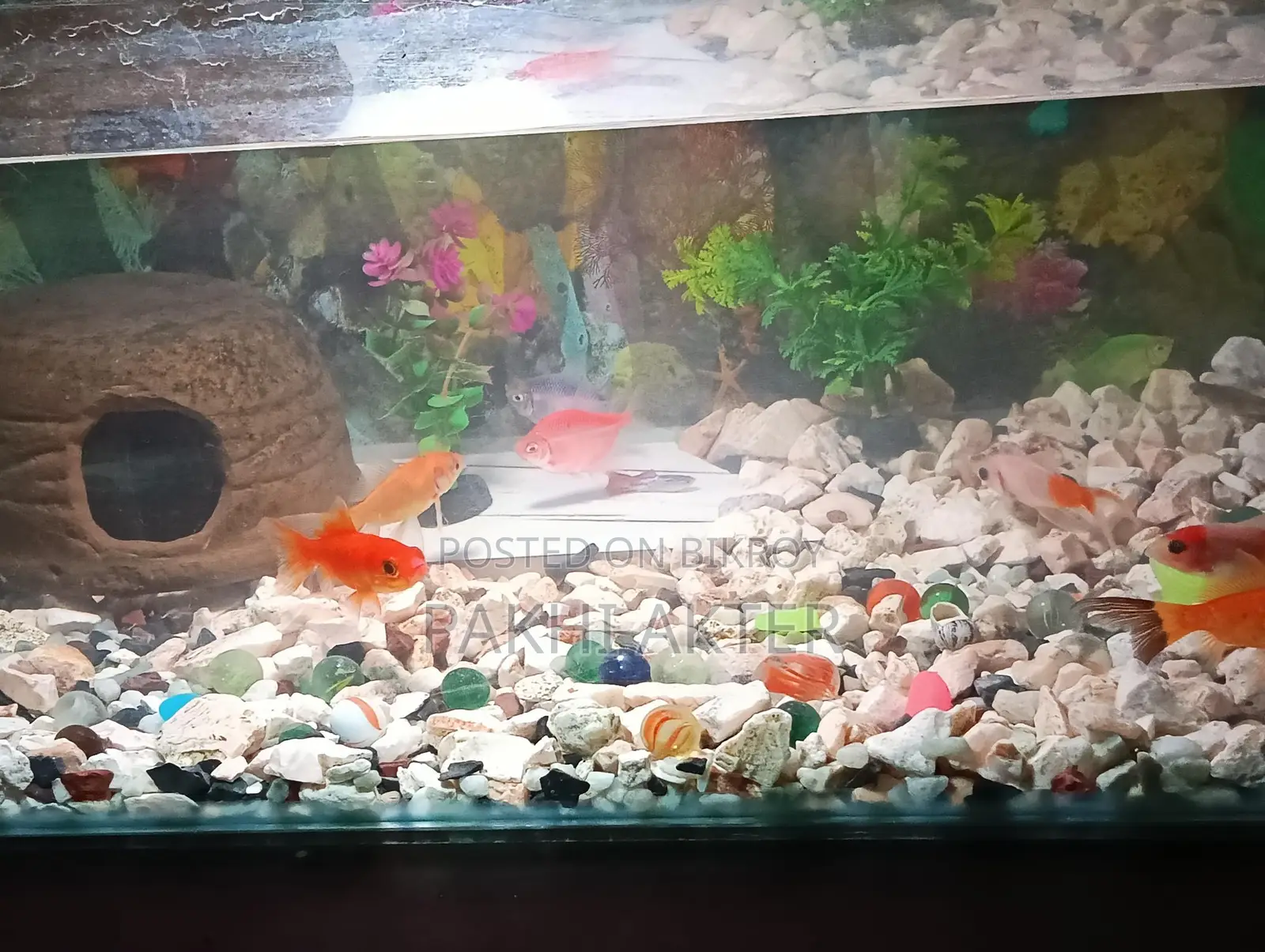 Aquarium for Sale