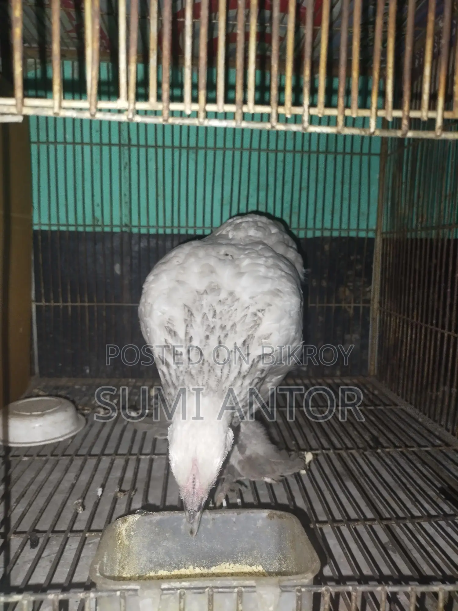 Brahma Chicken