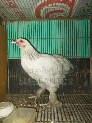 Brahma Chicken