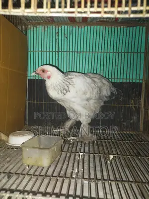 Brahma Chicken