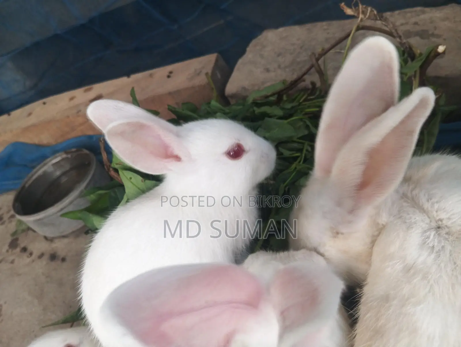 6 Rabbits for Sale