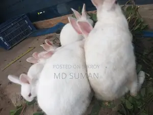 6 Rabbits for Sale