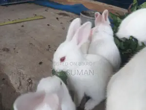 6 Rabbits for Sale