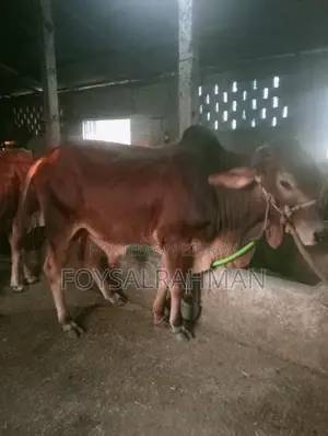 Bull for Sale