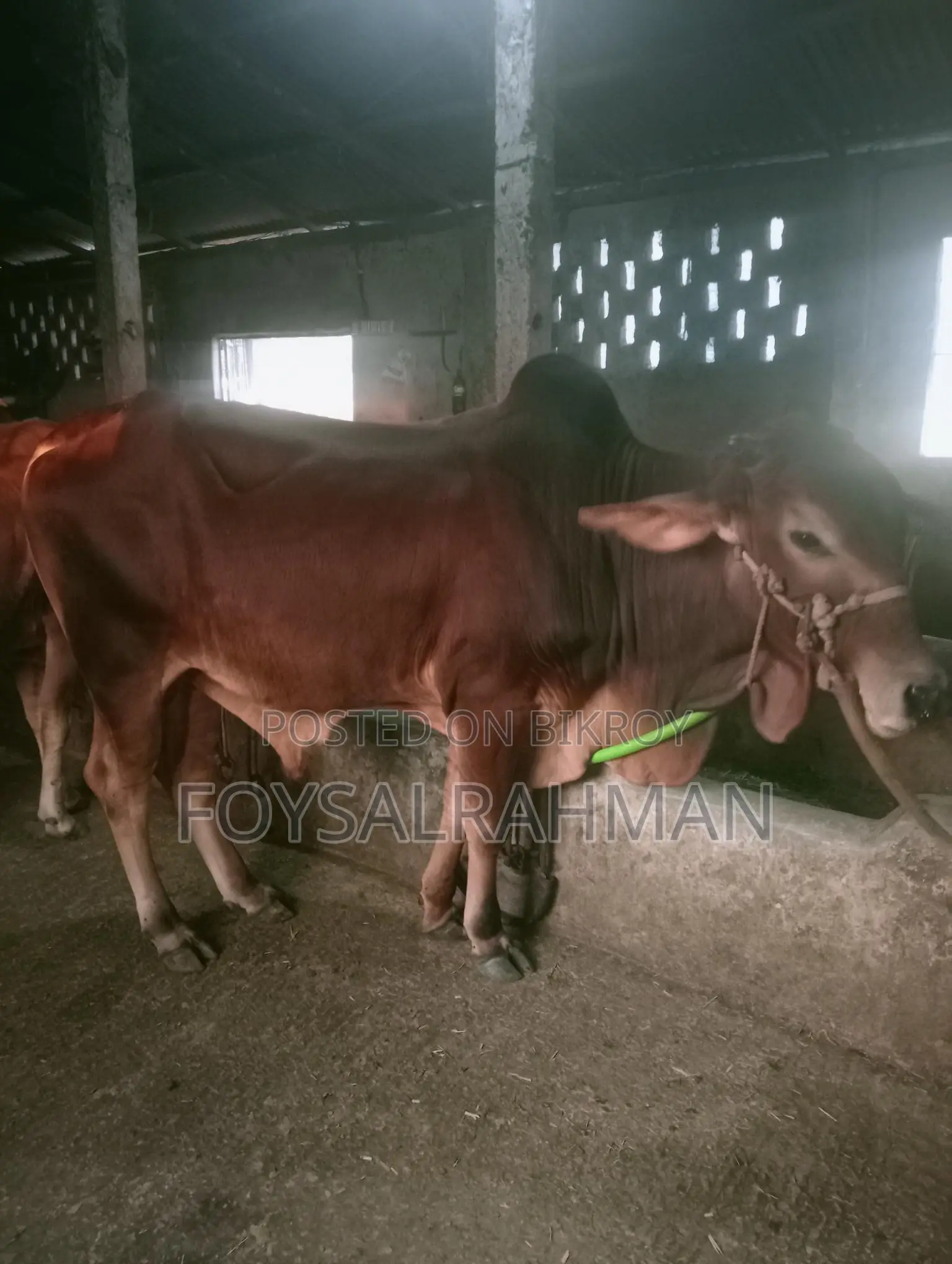 ষাঁড় গরু বিক্রি হবে
